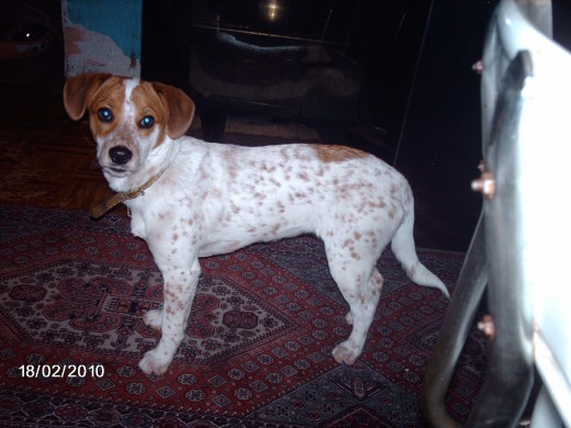 ES ANU PERRA DE PORSON RUSSELL TERRIER Y ES MUY BUENA